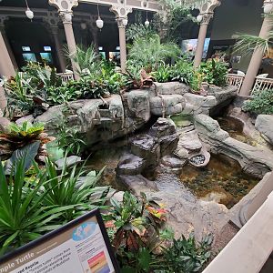 Aug. 2019 - 1927 Herpetarium - Alligator Snapping Turtle + Yellow-headed Temple Turtle + Asian Pond Turtle Exhibits