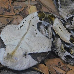 Gaboon Viper