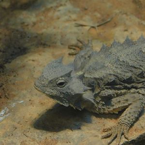 Mexican Giant Horned Lizard