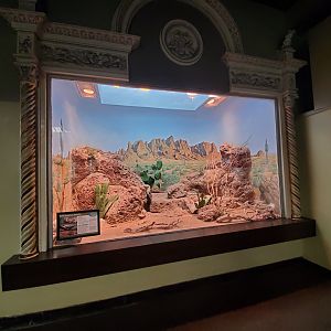 Aug. 2019 - 1927 Herpetarium - American Deserts (3 Species)
