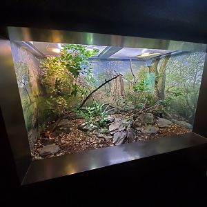 Aug. 2019 - 1927 Herpetarium - Black Mamba Exhibit