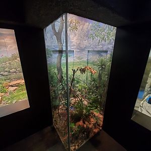 Aug. 2019 - 1927 Herpetarium - Puff Adder Exhibit