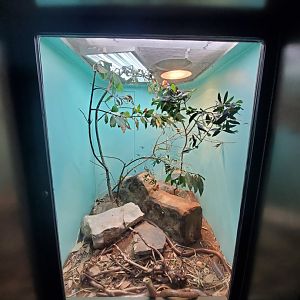 Aug. 2019 - 1927 Herpetarium - Sheltopusik Exhibit