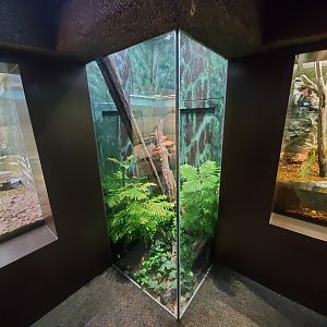 Aug. 2019 - 1927 Herpetarium - Black Rat Snake Exhibit