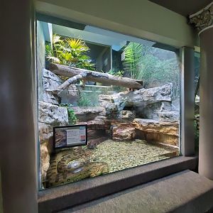 Aug. 2019 - 1927 Herpetarium - Green Anaconda Exhibit (2 Stories - Bottom Part)