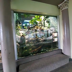 Aug. 2019 - 1927 Herpetarium - Pig-nosed Turtle/Long's Forest Dragon Exhibit (Bottom Part)