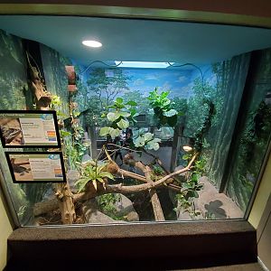 Aug. 2019 - 1927 Herpetarium - Pig-nosed Turtle/Long's Forest Dragon Exhibit (Top Part)