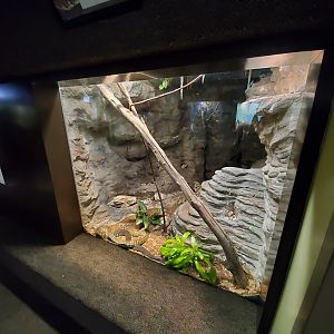 Aug. 2019 - 1927 Herpetarium - Jamaican Boa Exhibit