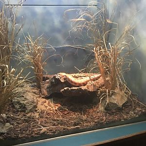 Northern Blue-Tongued Skink Enclosure