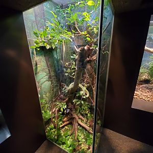Aug. 2019 - 1927 Herpetarium - Vietnamese Long-nosed Snake Exhibit
