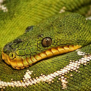 Aug. 2019 - 1927 Herpetarium - Emerald Tree Boa