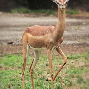 Aug. 2019 - Red Rocks - Hoofstock Yards - Gerenuk