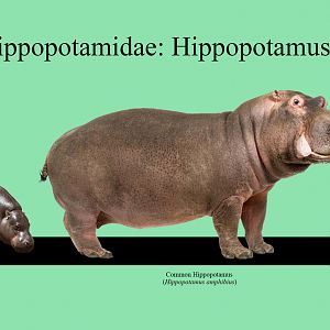 Hippos Size Chart