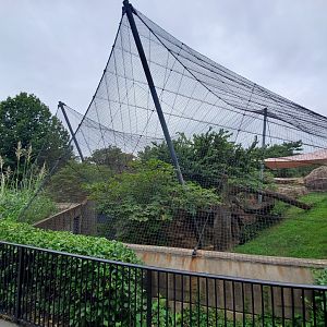 Aug. 2019 - Red Rocks - Big Cat Country - Serval Exhibit