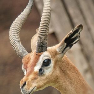 Aug. 2019 - Red Rocks - Hoofstock Yards - Gerenuk