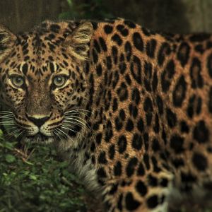 Aug. 2019 - Red Rocks - Big Cat Country - Amur Leopard