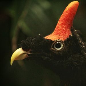 Aug. 2019 - 1930 Bird House - Horned Guan