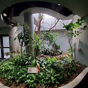 Aug. 2019 - 1930 Bird House - Palawan Peacock Pheasant Exhibit