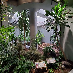 Aug. 2019 - 1930 Bird House - Congo Peafowl/Bali Mynah Exhibit