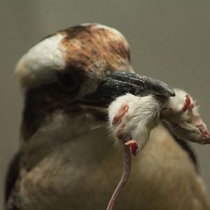 Aug. 2019 - 1930 Bird House - Laughing Kookaburra with Lunch