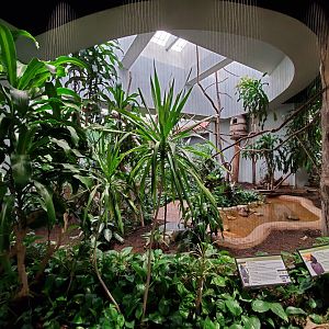 Aug. 2019 - 1930 Bird House - Rhinoceros Hornbill Exhibit