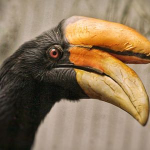 Aug. 2019 - 1930 Bird House - Rhinoceros Hornbill