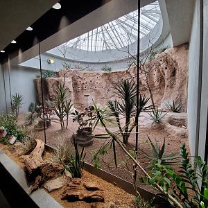 Aug. 2019 - 1930 Bird House - Northern Carmine Bee-eater/Cape Thick Knee Exhibit