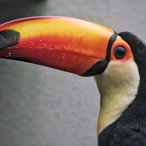 Aug. 2019 - 1930 Bird House - Toco Toucan
