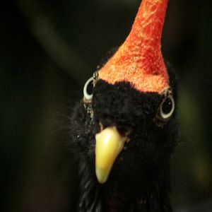 Aug. 2019 - 1930 Bird House - Horned Guan