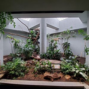 Aug. 2019 - 1930 Bird House - Another Horned Guan Exhibit