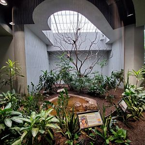 Aug. 2019 - 1930 Bird House - Golden-breasted Starling/Buff-crested Bustard Exhibit