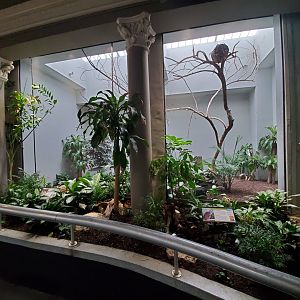 Aug. 2019 - 1930 Bird House - Congo Peafowl Exhibit