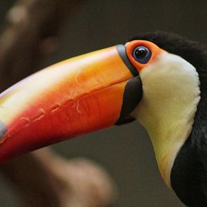 Aug. 2019 - 1930 Bird House - Toco Toucan