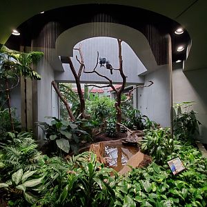 Aug. 2019 - 1930 Bird House - Victoria Crowned Pigeon Exhibit