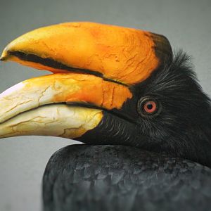 Aug. 2019 - 1930 Bird House - Rhinoceros Hornbill