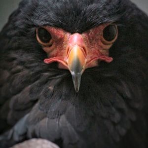 Aug. 2019 - 1930 Bird House - Bateleur Eagle