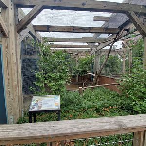 Aug. 2019 - 1930 Bird House - Great Indian Hornbill Exhibit