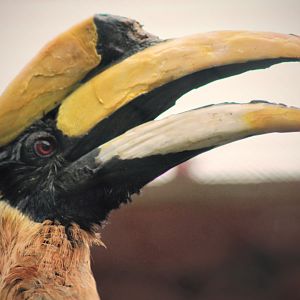 Aug. 2019 - 1930 Bird House - Great Indian Hornbill