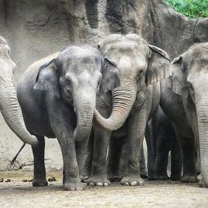 Aug. 2019 - River's Edge - Asia - Pearl, Maliha, Donna, Rani, Priya, & Jade