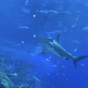 Can somebody Id the hammerhead. This photo was taken on my phone