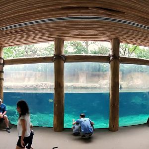 Aug. 2019 - River's Edge - Africa - Hippo Harbor