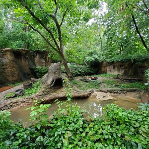 Aug. 2019 - River's Edge - South America - (Former Bush Dog) Capybara Exhibit