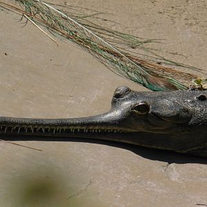 Indian Gharial