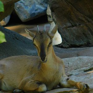 Tadjik Markhor kid