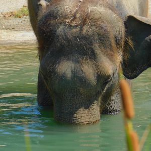 Asian Elephant
