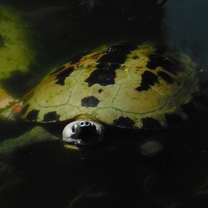 Painted River Terrapin