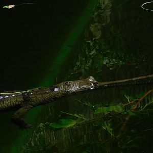 Indian Gharial
