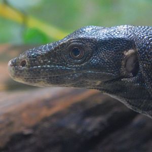 Philippine Water Monitor