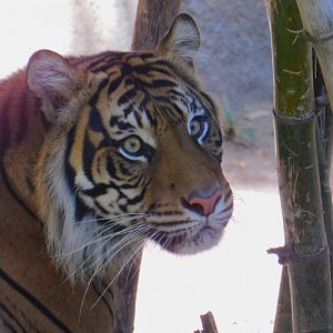 Sumatran Tiger