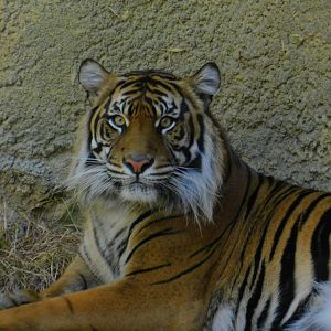 Sumatran Tiger